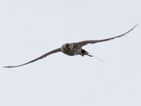 Ger- und Sakerfalke 016
